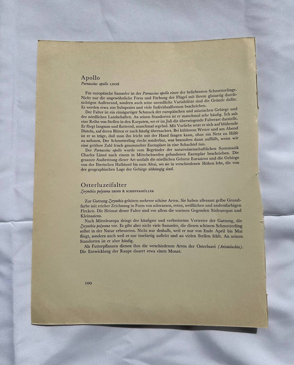 Antique engraving of a colorful butterfly from the early 1900s, a naturalist botanical plate