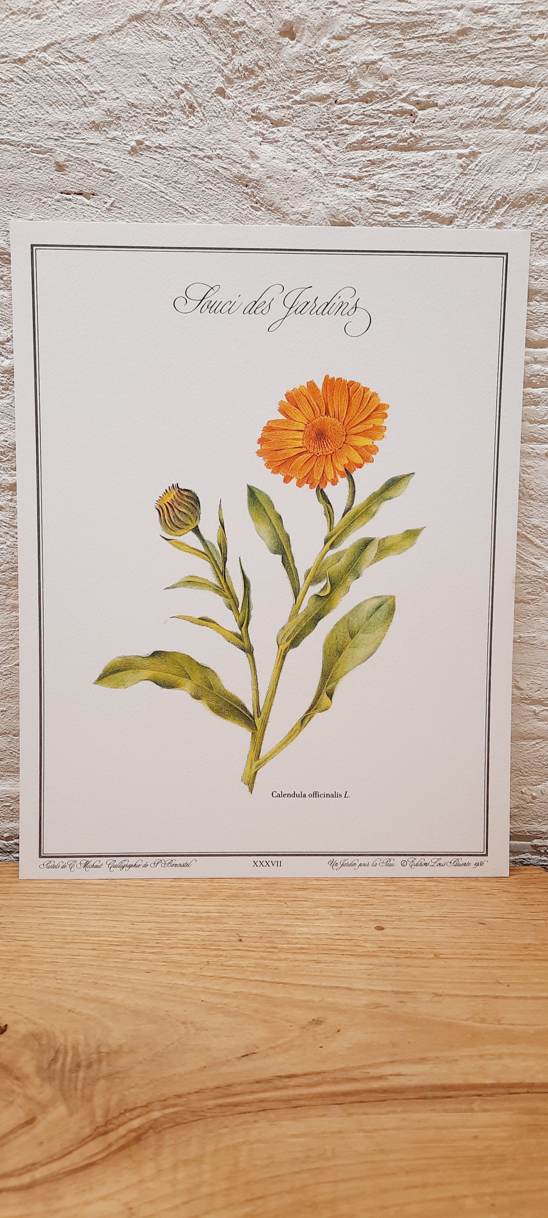 Botanical plate Souci des jardins