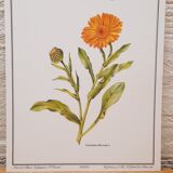 Botanical plate Souci des jardins