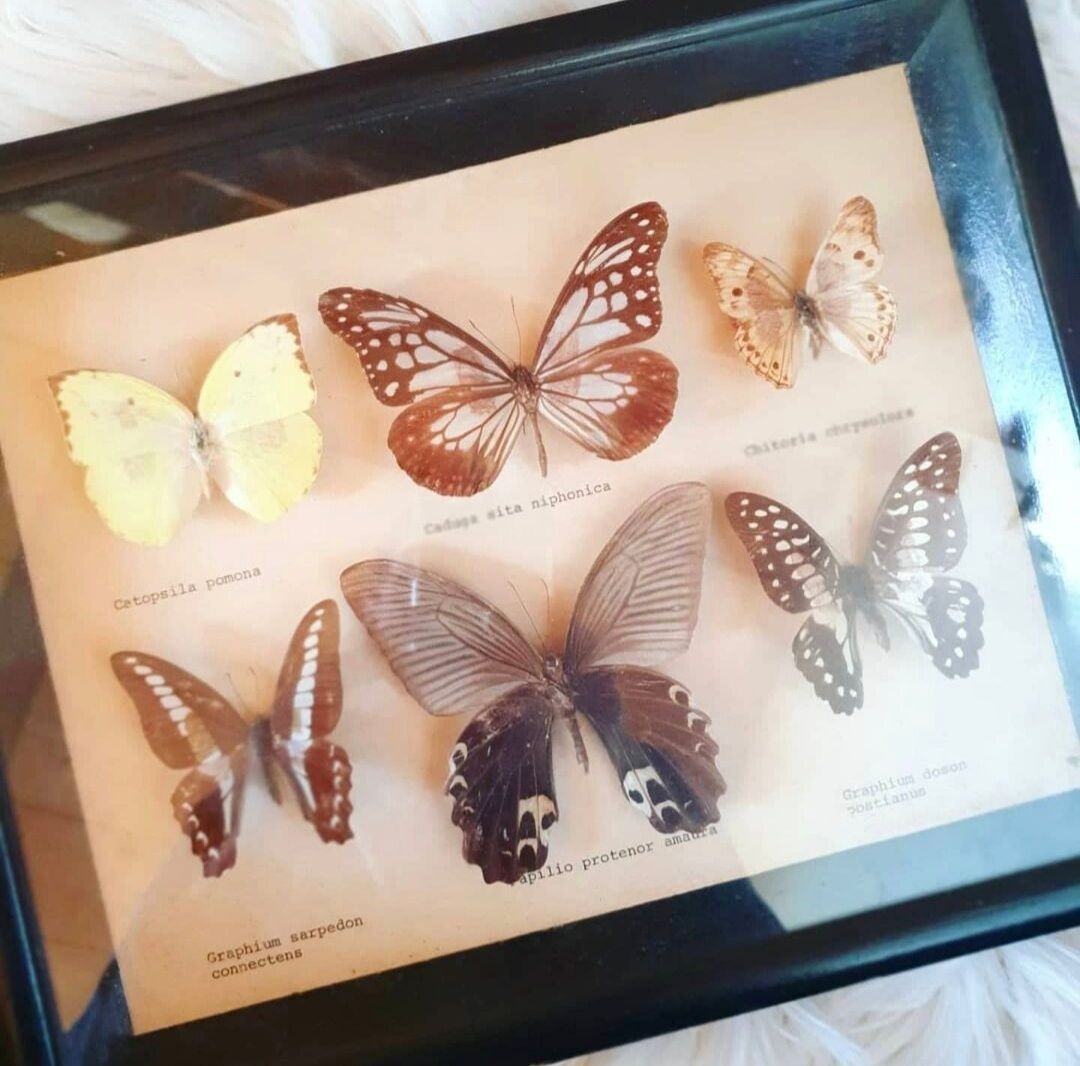 Black frame of stuffed butterflies