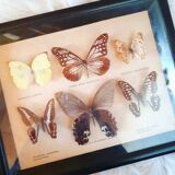 Black frame of stuffed butterflies
