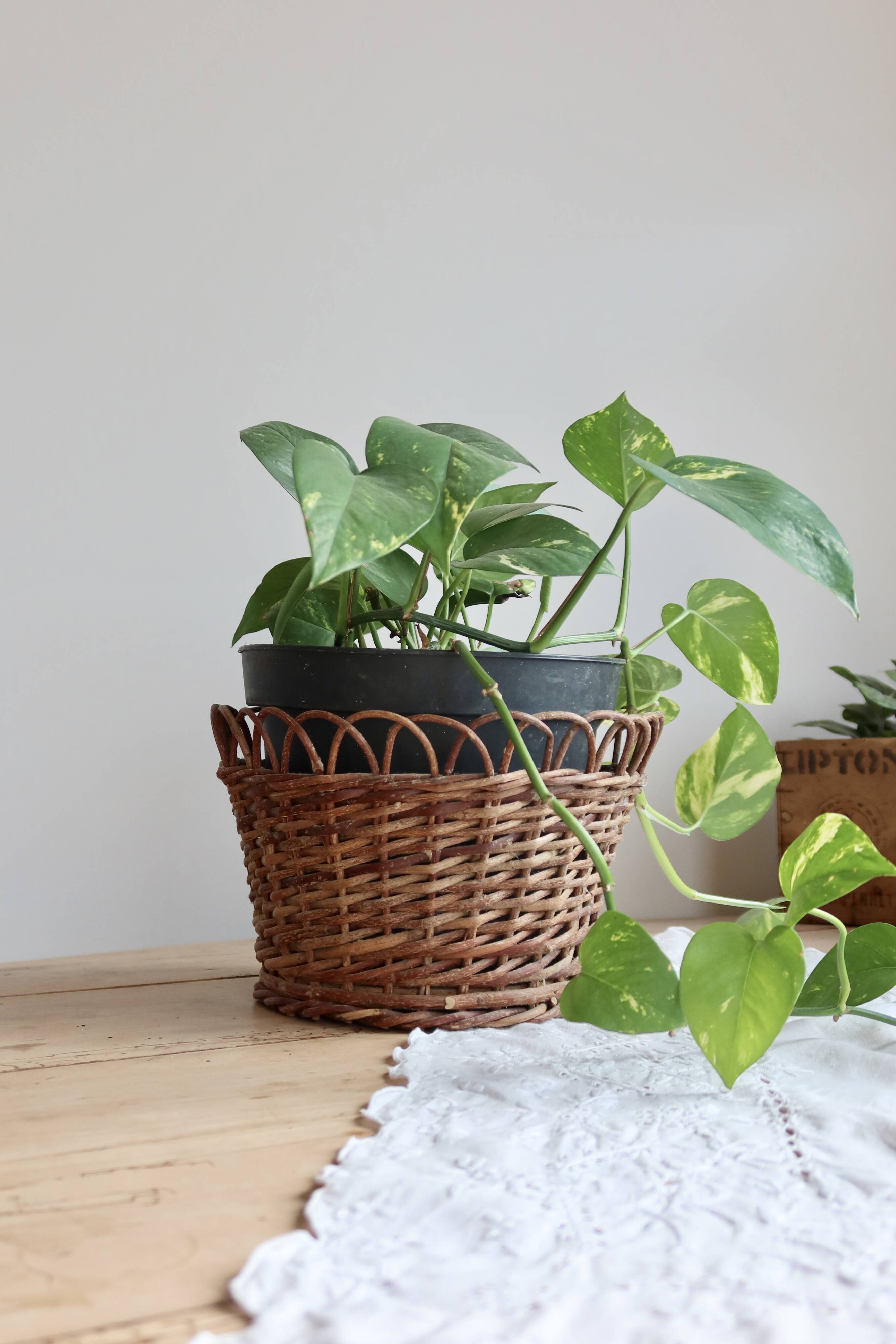 Cache-pot vintage rotin tressé – Accessoire plante d'intérieur