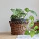 Cache-pot vintage rotin tressé – Accessoire plante d'intérieur