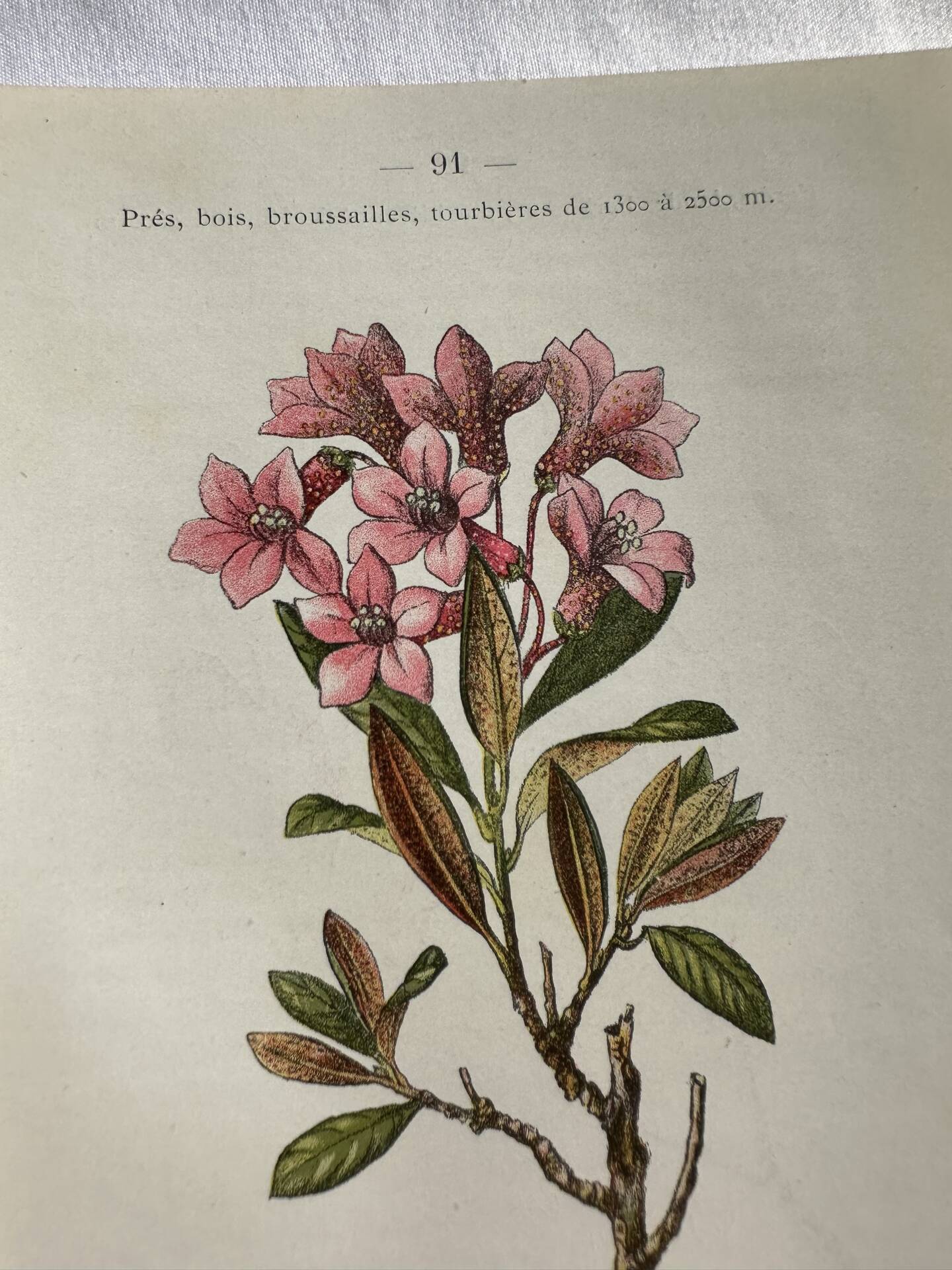 Naturalist Plate – 19th Century Botanical Engraving, Double-Sided