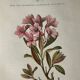 Naturalist Plate – 19th Century Botanical Engraving, Double-Sided
