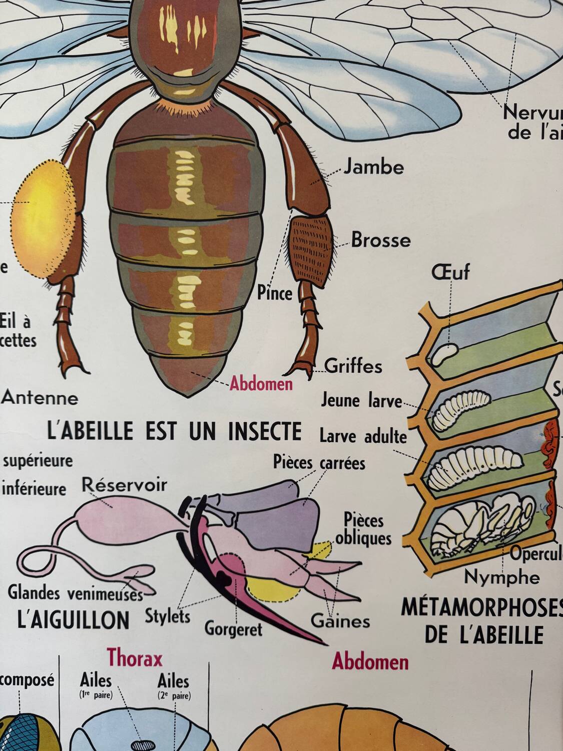 Vintage double-sided school poster “THE BEE / THE FISH”