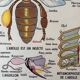 Vintage double-sided school poster “THE BEE / THE FISH”