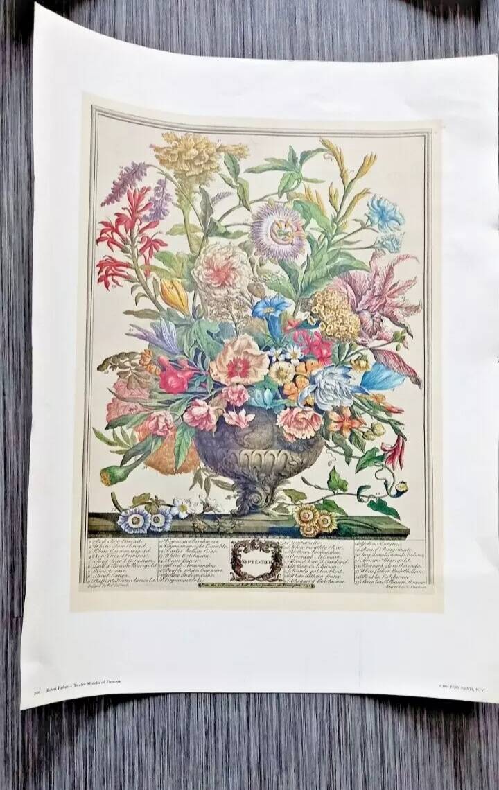 Lot of 19th century Floral Engravings - Vintage Art Print Flowers - 12 months - Robert Furber