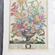 Lot of 19th century Floral Engravings - Vintage Art Print Flowers - 12 months - Robert Furber