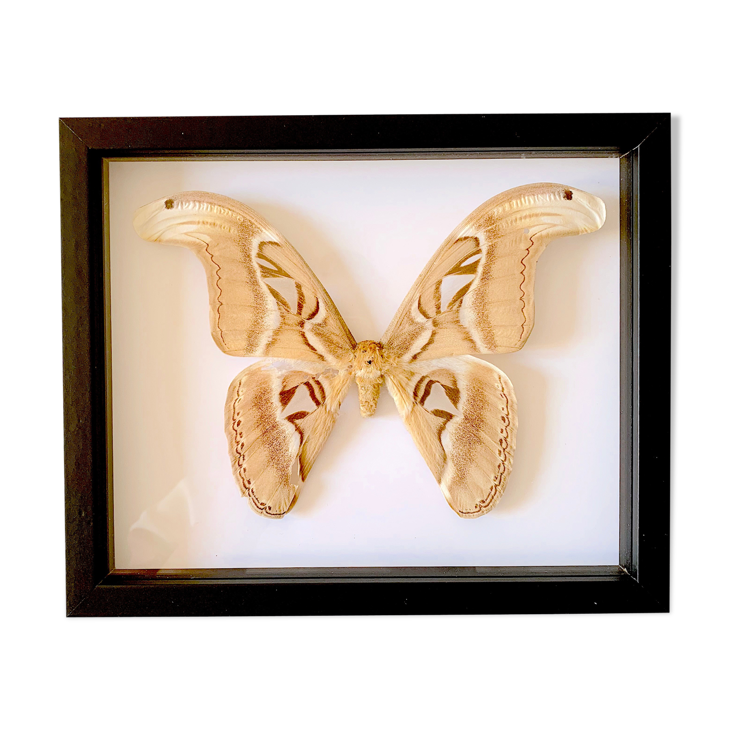 Naturalized butterfly frame