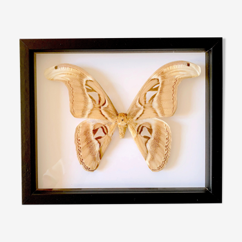 Naturalized butterfly frame