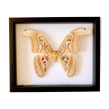 Naturalized butterfly frame