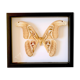 Naturalized butterfly frame