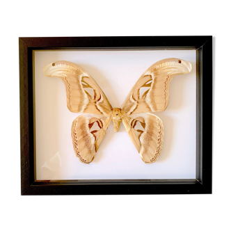 Naturalized butterfly frame