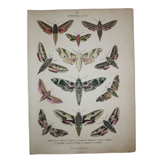 Euphorbia butterflies | Illustration from 1887 🦋 Antique print, Lepidoptere butterfly plate