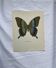 Vintage gravure butterfly botanical naturalist poster