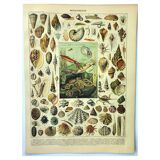 Gravure ancienne 1897 A. Millot - Mollusque, coquillage, poisson