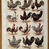 Lithograph on chickens (XXXIV) - 1920