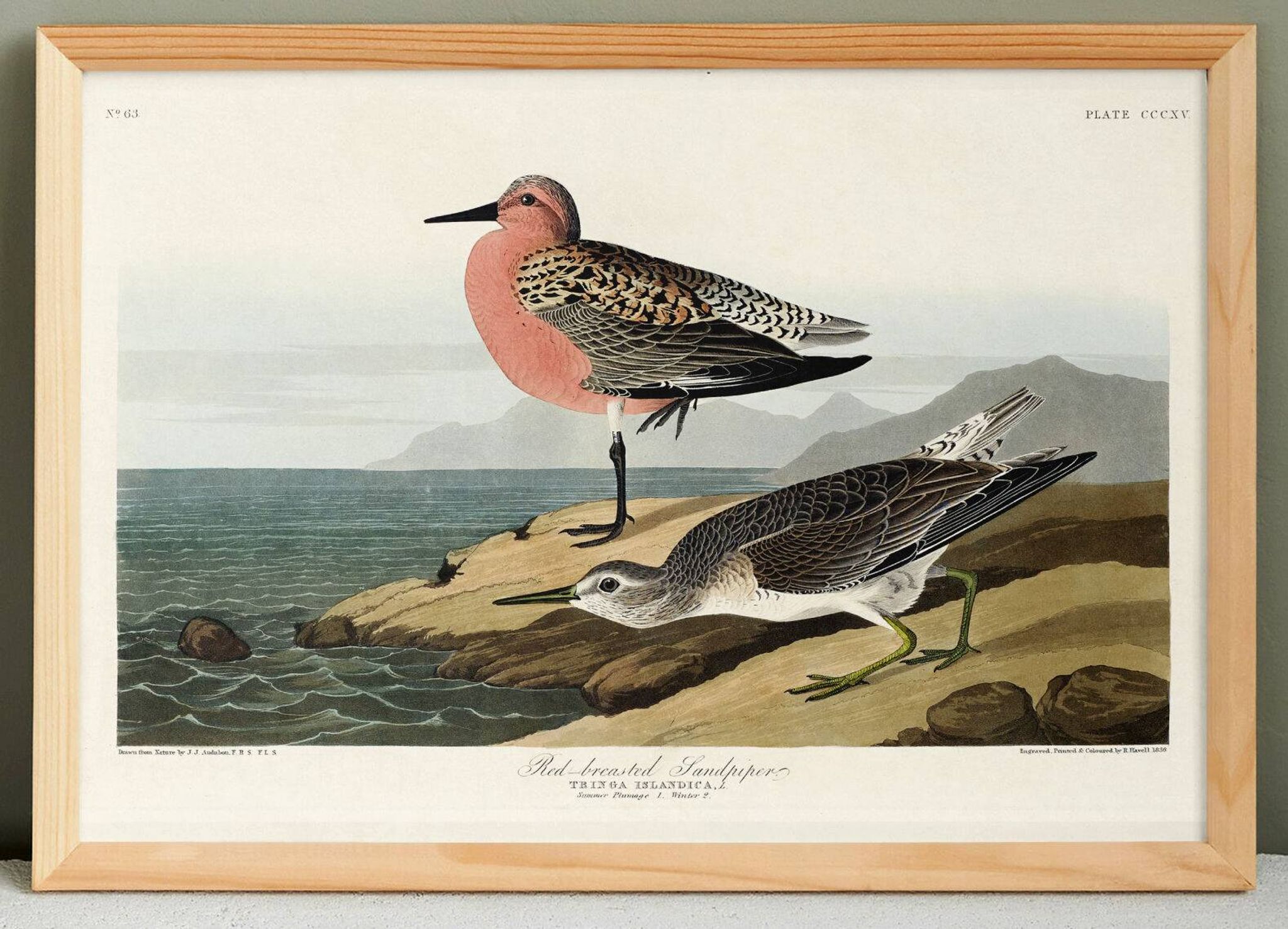Poster about the Dunlin, after an old engraving from 1827.