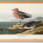 Poster about the Dunlin, after an old engraving from 1827.