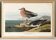 Poster about the Dunlin, after an old engraving from 1827.