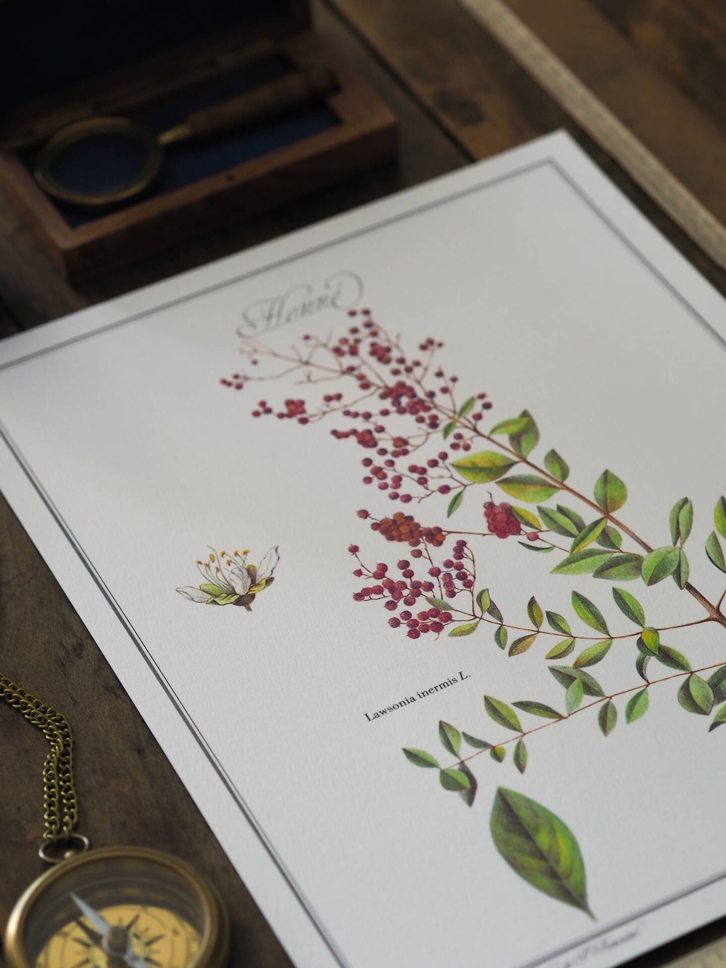 Henna, printed illustration from 1986. Vintage Botany. 24X31cm