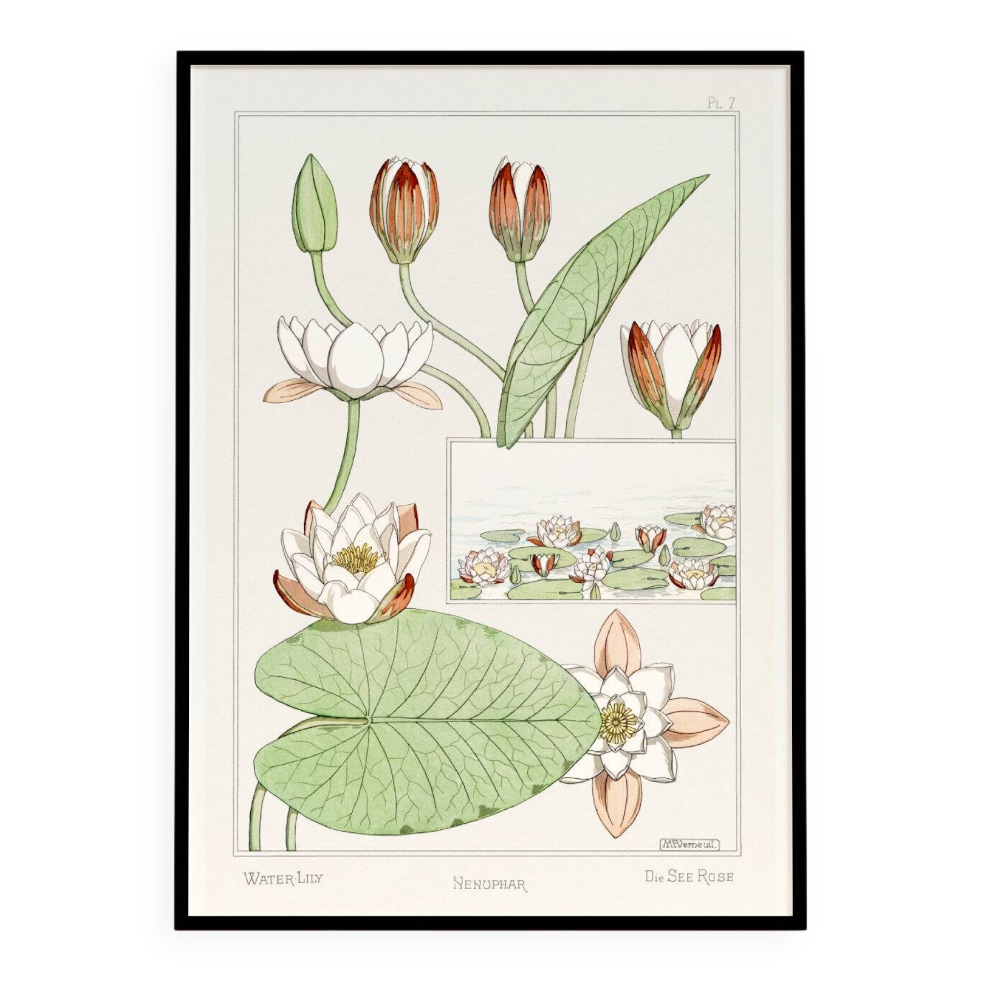 Poster “Water Lily”, after an Art Nouveau lithograph from 1897
