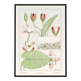 Poster “Water Lily”, after an Art Nouveau lithograph from 1897