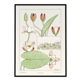Poster “Water Lily”, after an Art Nouveau lithograph from 1897