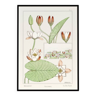 Poster “Water Lily”, after an Art Nouveau lithograph from 1897