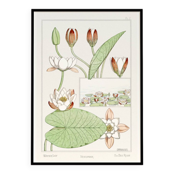 Poster “Water Lily”, after an Art Nouveau lithograph from 1897