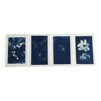 Lots de 4 tirages Cyanotypes 10x15 à encadrer ou à offrir