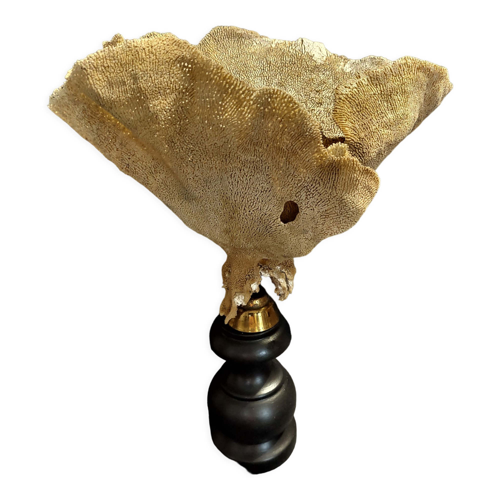 Cabinet of Curiosities sponge cut carteriospongia foliascens on base