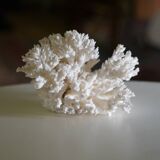 White coral