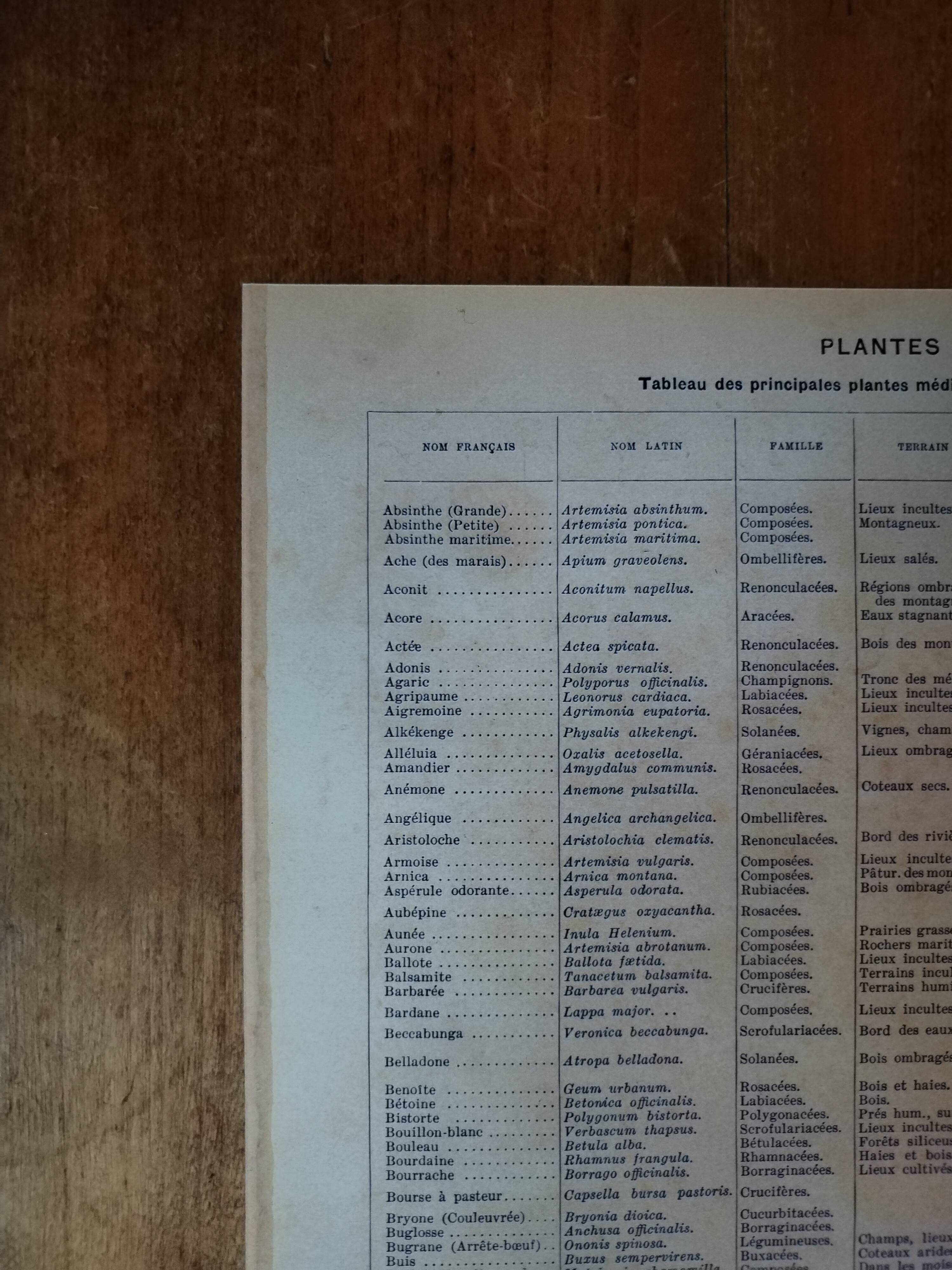 Original lithograph on medicinal plants (1)