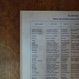 Original lithograph on medicinal plants (1)