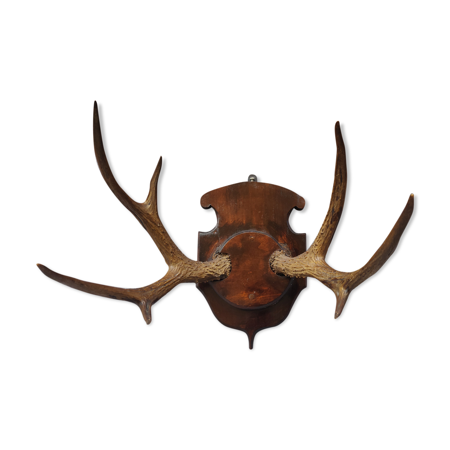 Hunting trophy chevreuil horns