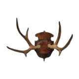 Hunting trophy chevreuil horns