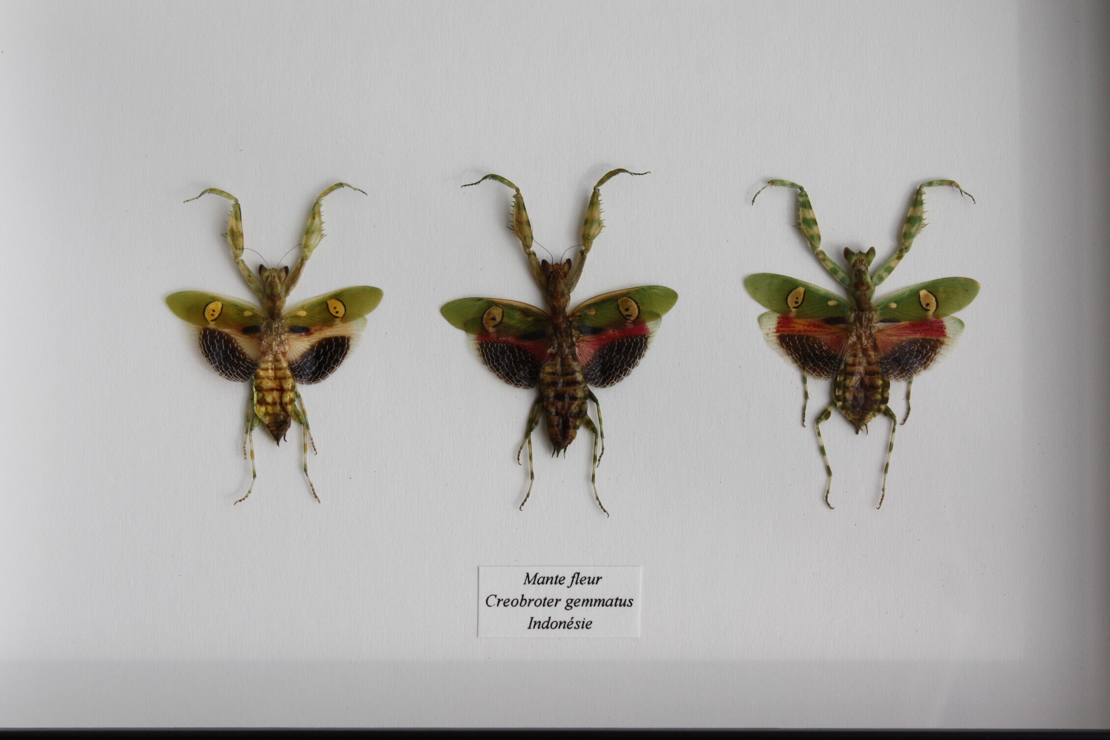 Trio of mantes chromatic variations flower box