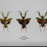 Trio of mantes chromatic variations flower box