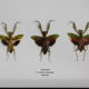 Trio of mantes chromatic variations flower box