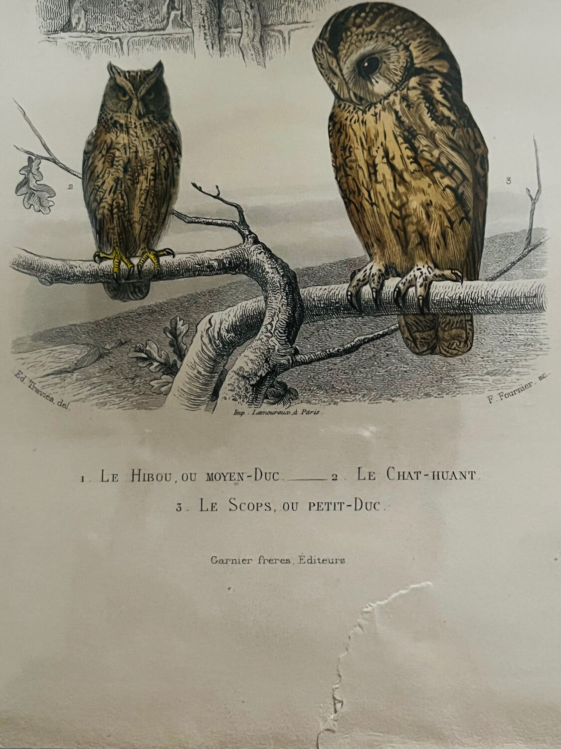 Old framed owl poster