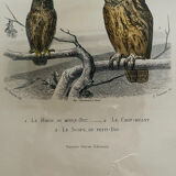 Old framed owl poster