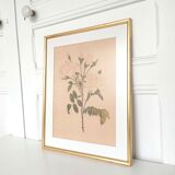 Golden golden botanical roses