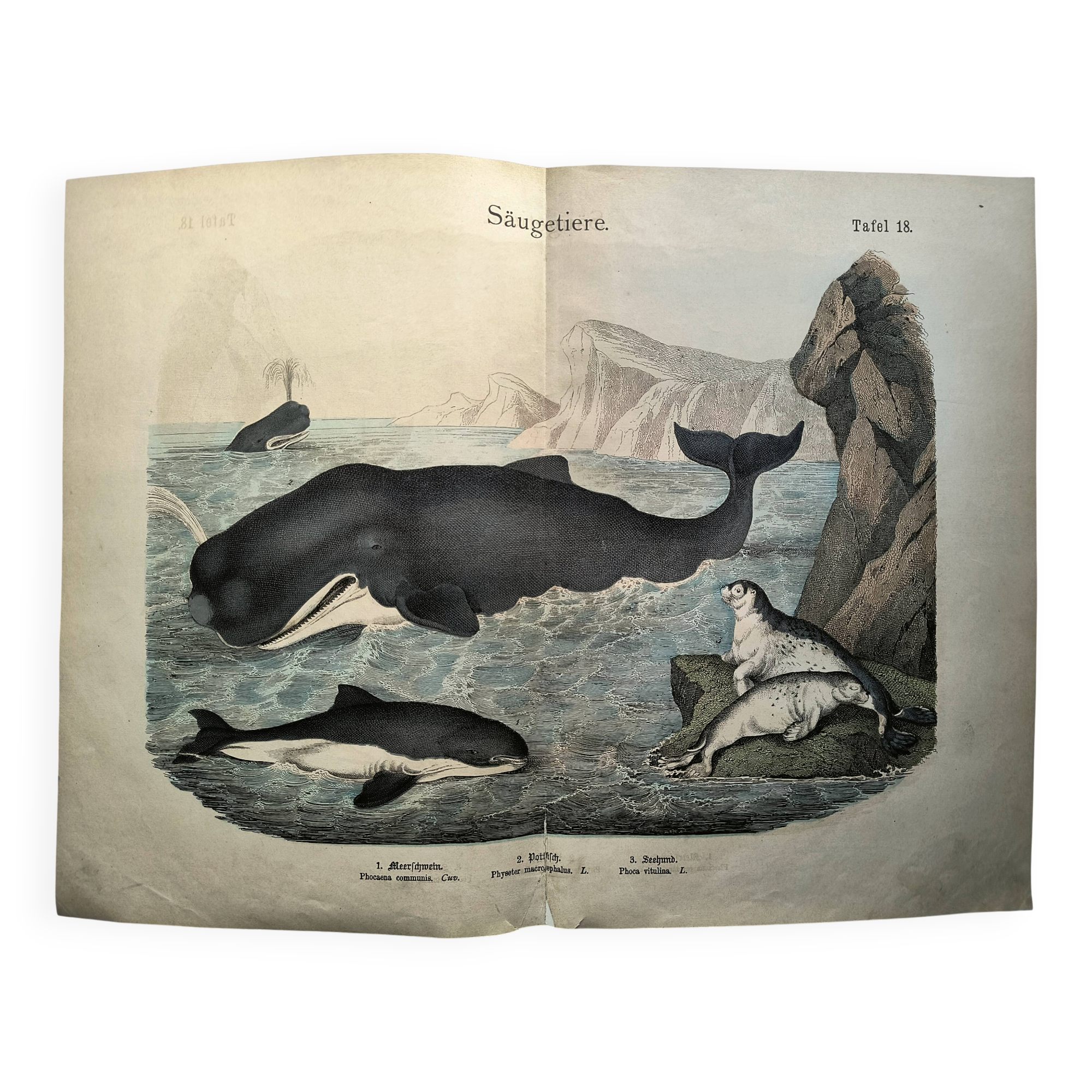 Large antique engraving, 1886 - Whale, sperm whale and seal. Lithograph