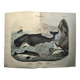 Large antique engraving, 1886 - Whale, sperm whale and seal. Lithograph