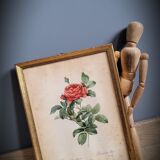 Litho rose of Pont P