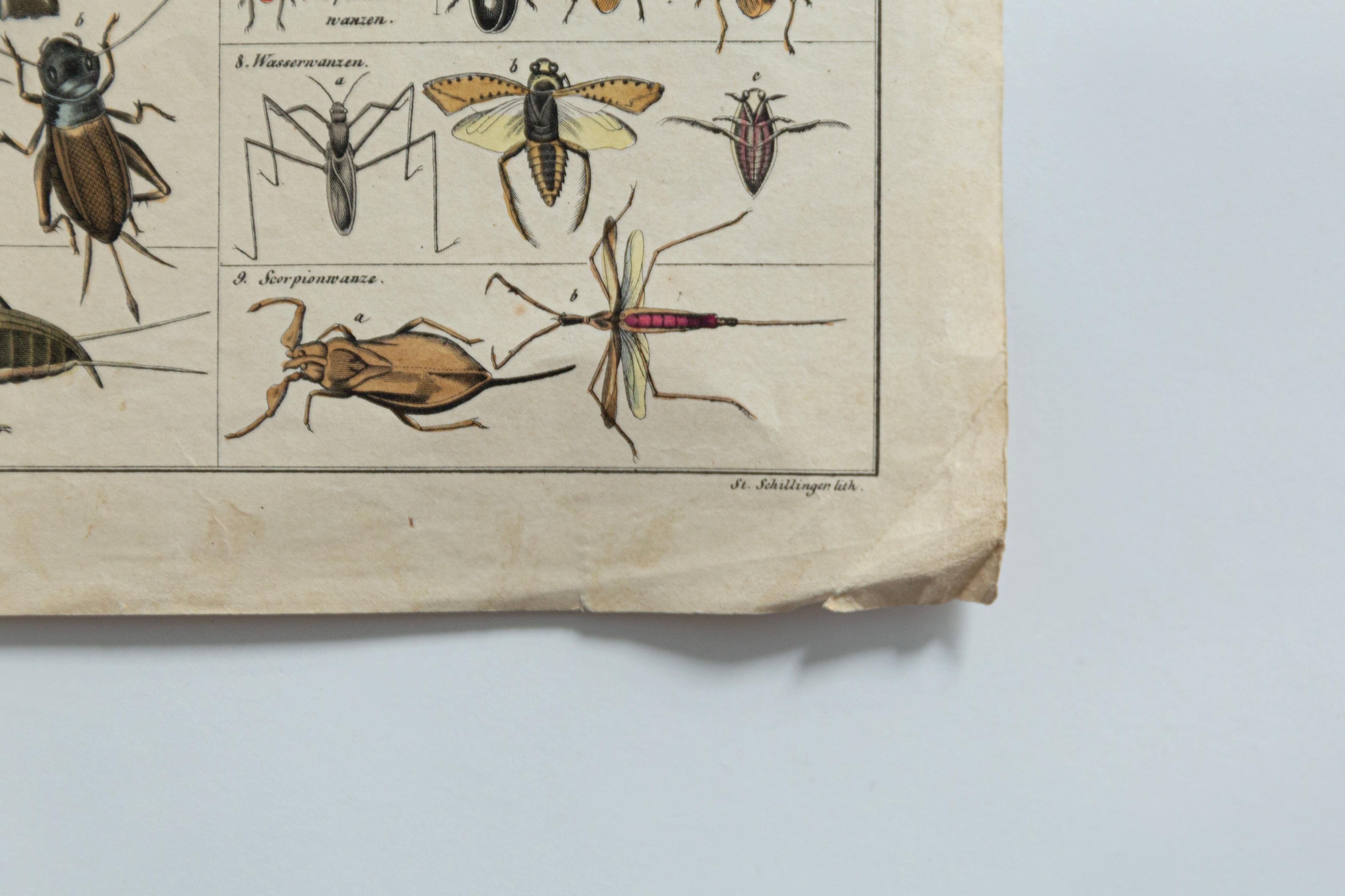 Vintage botanical illustration of mushroom by E. Hochdanz, Stuttgart, Germany.