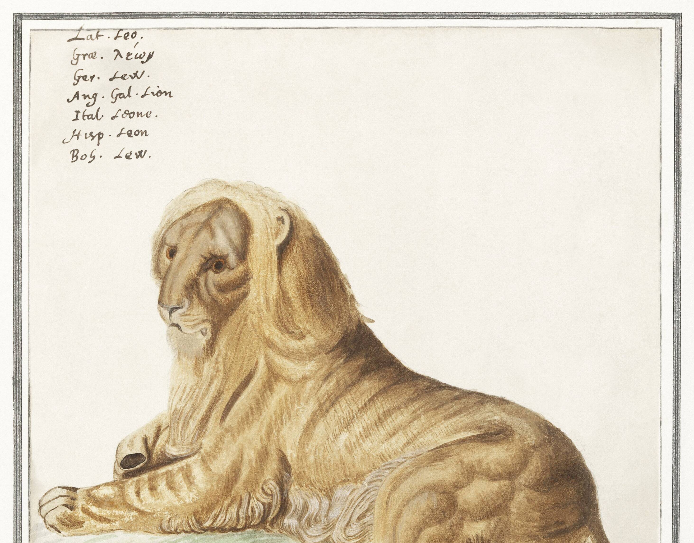 Small poster about the lion, after an old engraving from 1610.