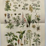 Lithographie ancienne - Plantes toxiques  - Gravure originale de 1909